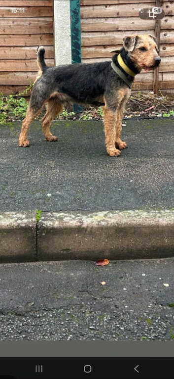 Lakeland terrier dog