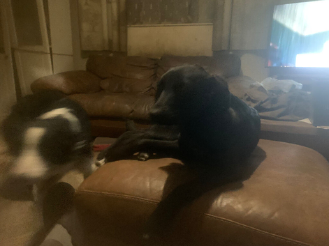 Lollie(labs x collie )