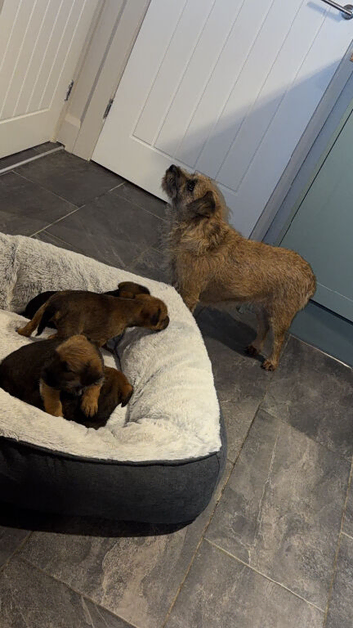 Border pups