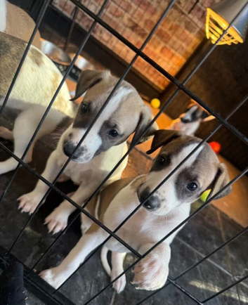 Fully health tested whippet puppies