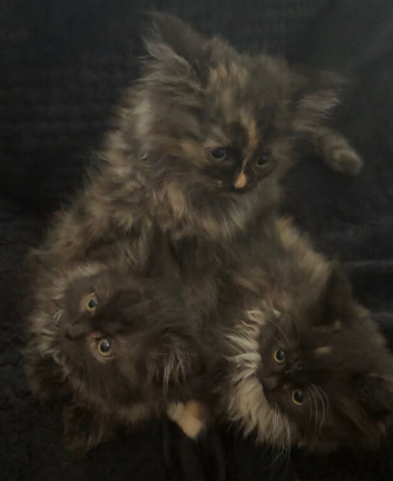 Perdoll kittens ready now