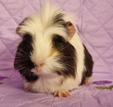 BEAUTIFUL BABY GUINEA PIGS