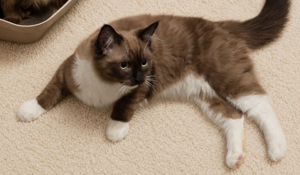 Theo ~ Seal Point Mitted Mink Ragdoll ~ Last remaining boy