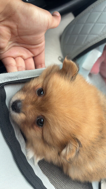 Bear the Pomeranian