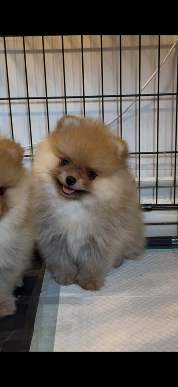 2 Beautiful Boy Pomeranian Puppies