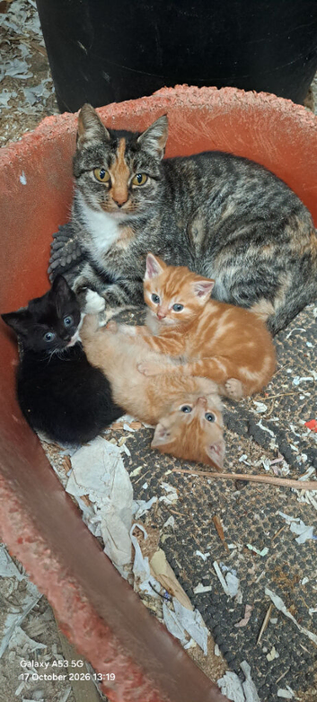 3 kittens for sale