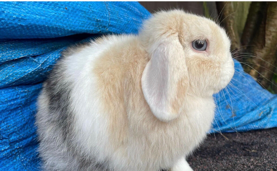 mini lobby rabbits