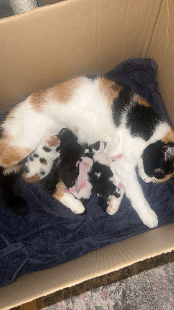 Kittens