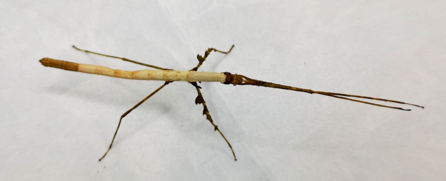 Lobofemora cat tien stick insects x 5