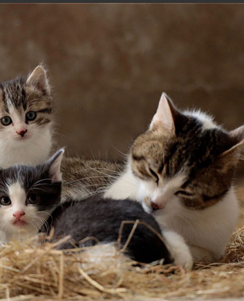 Farm kittens