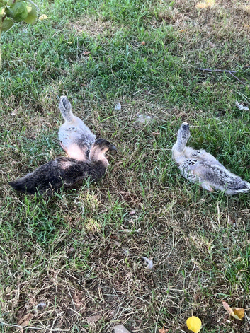 Runner ducklings