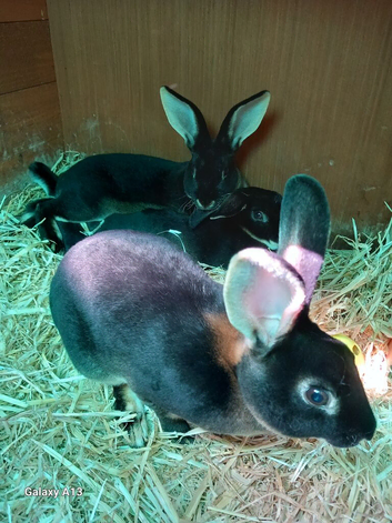 Rex rabbits