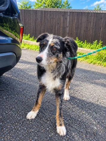 Stunning border collies