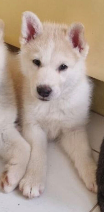 Dad Siberian White Husky - Beautiful male and female husky puppies.