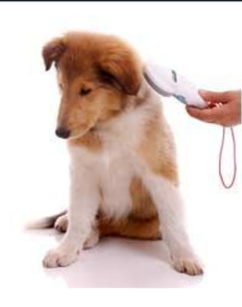 Microchip servives