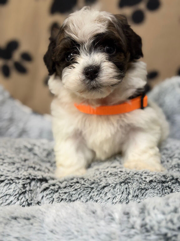 Beautiful Kc Reg&rsquo;d Havanese Puppies Boys and Hirls