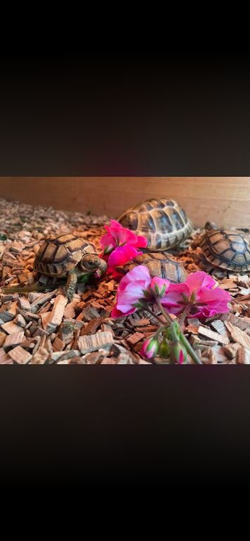 Baby Greek tortoises August 2026