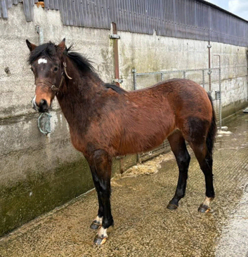 Lovely Irish Draught Gelding