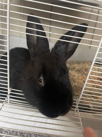 Beautiful male 6 month old rabbit