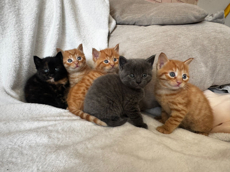 Kittens available 16th may