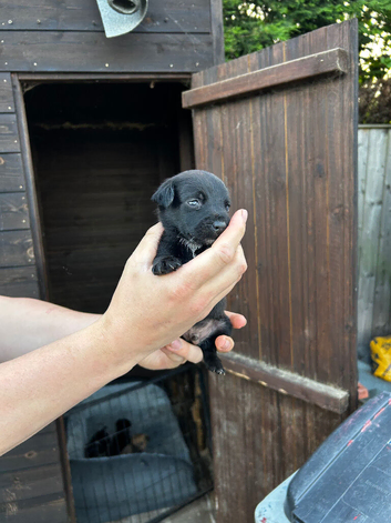 Jack Russell cross