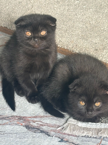 Scottish folds