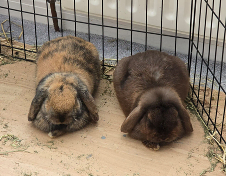 2 mini lop rabbits