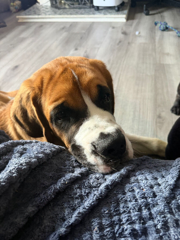 6 month old St Bernard