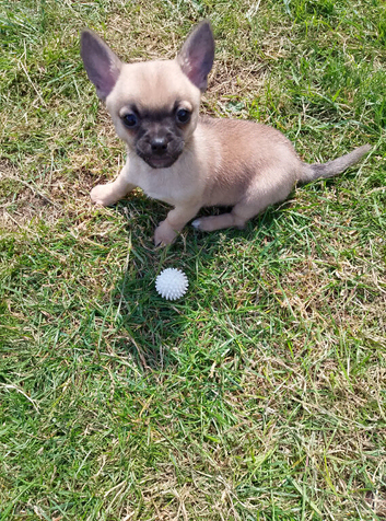 Ready now cute pure chihuahua boy