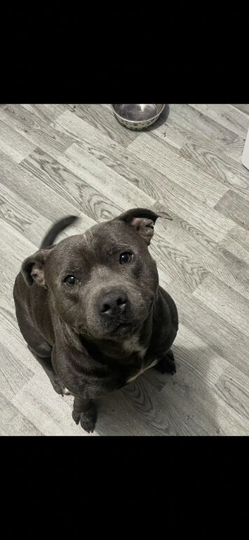 Blue boy Zeus