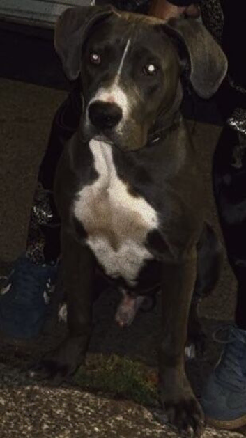 Cane Corso X Presa Canario Pup