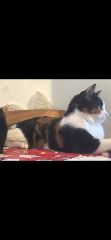 2 Cats 1 year old