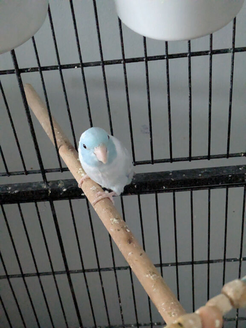 Male parrotlet