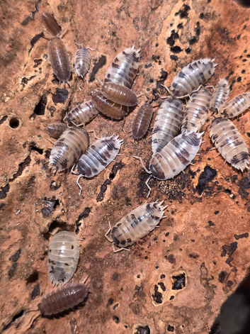Dairy Cow Isopods / Woodlice