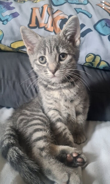 Kitten