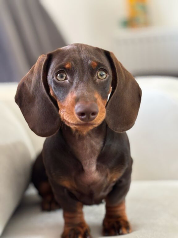 Miniature Dachshund