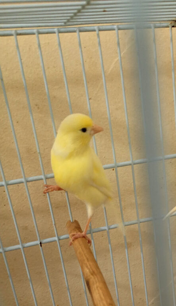 One female Canary