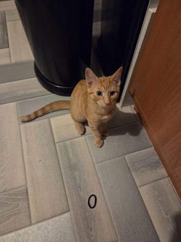 16 week old ginger male