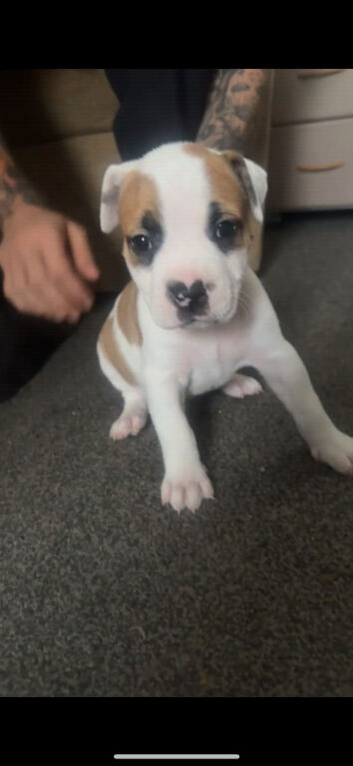 American Bulldog &times; Mastiff Puppies &ndash; 2 Boys & 1 Girl