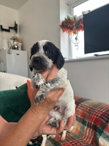 Sprocker puppies