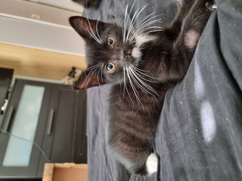 Kitten for sale
