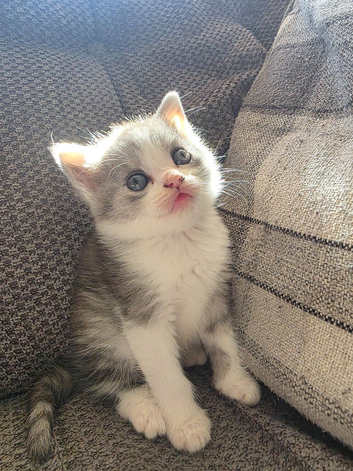 Beautiful British long haired kittens