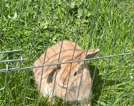 Male Mini Lop bunny rabbit for sale
