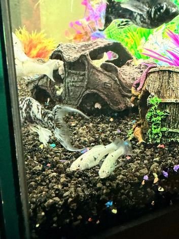 Mollys for sale