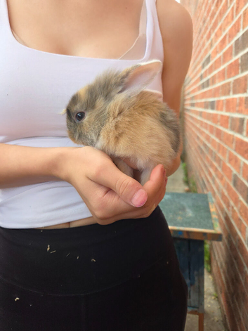 Lop eared x lion head baby rabbits