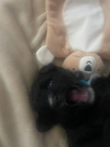 Poochon X Wolf faced Pomeranian