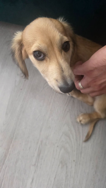 Miniature long haired cream dachshund puppy