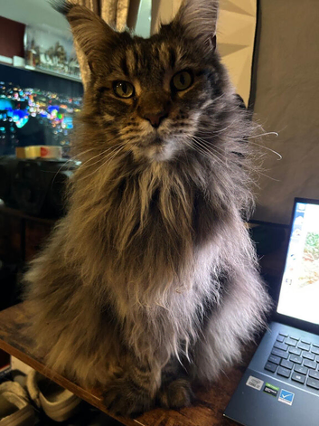 Maine Coon 6 year old female needs a loving home