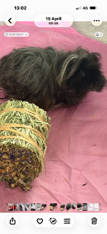 Male guinea pig