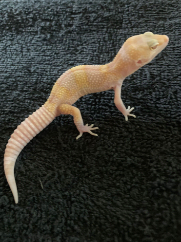 Albino leopard gecko cb26